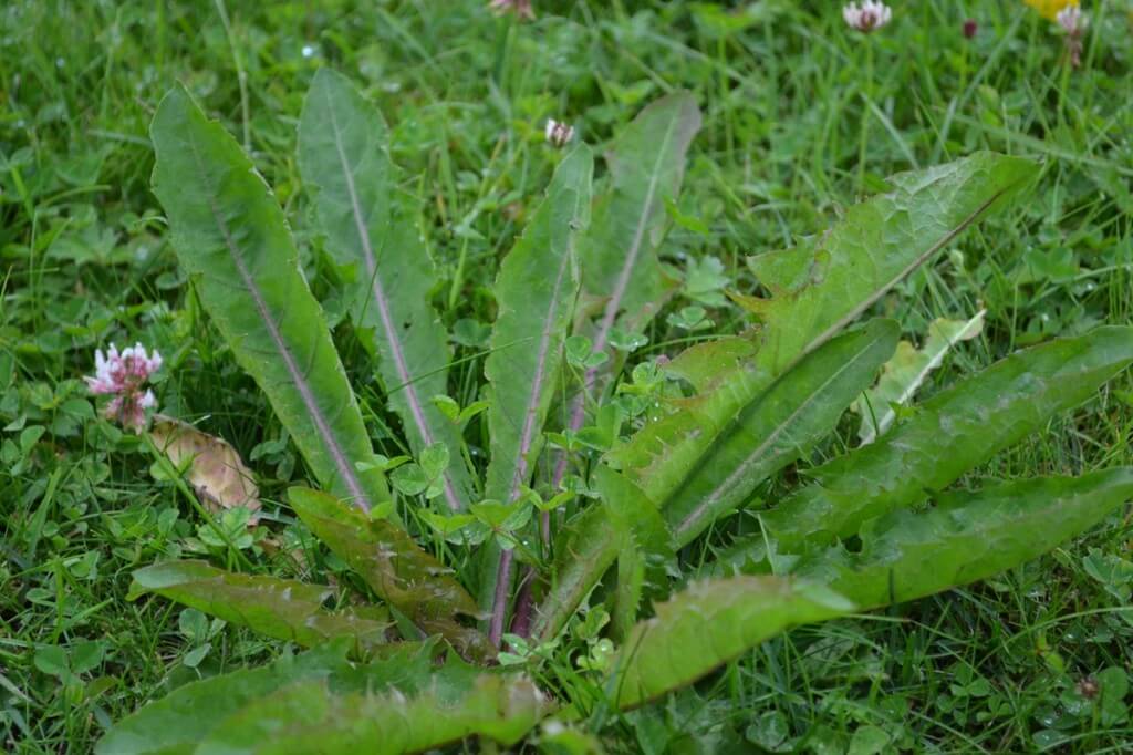 Strawberry, Orange and Dandelion Smoothie; Dandelion Growing on my lawn in my back garden: Green Thickies