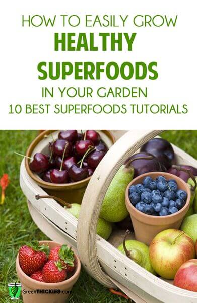 How to easily grow healthy superfoods in your garden