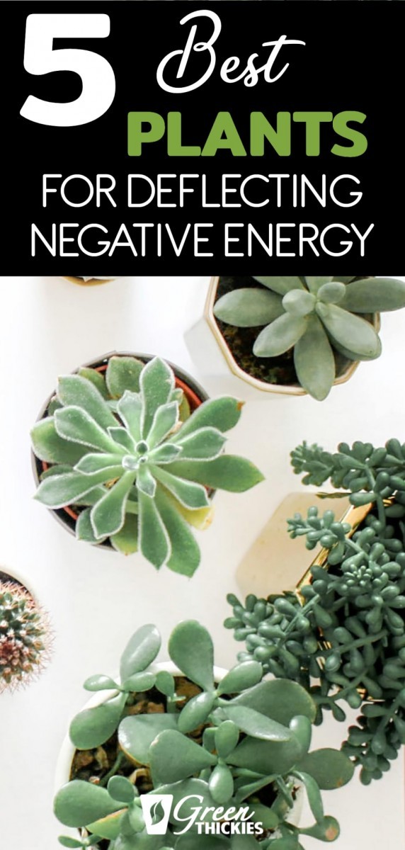 5 Best herbs and plants for deflecting negative energy